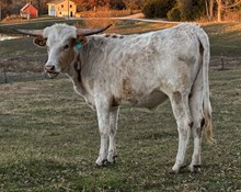 BCK Titans Pure Seduction