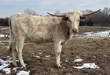 BCK Titans Pure Seduction