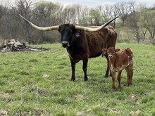 LRR Iron Man x Hummin Holly BCB