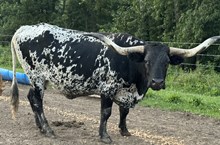 OL Primaryland Black