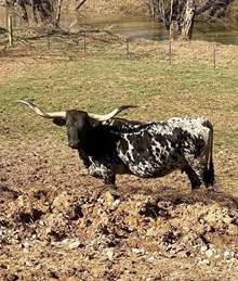 OL Primaryland Black