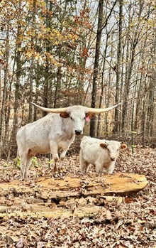 LRR HADLEY'S SUGAR COOKIE